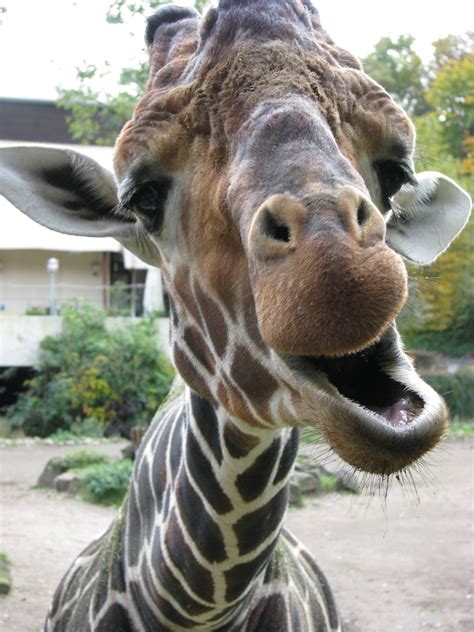 Free Images Animal Zoo Mammal Fauna Giraffe Vertebrate Funny