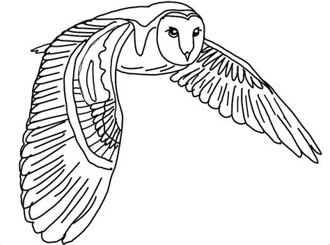 Gambar manis imut warna warni burung hantu burung buas seni via pxhere.com. Koleksi Beragam Gambar Sketsa Burung Hantu