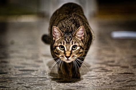 Understanding The Stalking Cat
