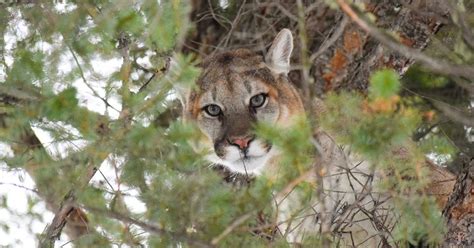 Men Sentenced For Illegal Cougar Hunt In Yellowstone National Park