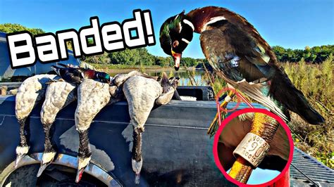 My First Band Ever Banded Wood Duck Hunting Dog Tribute Youtube