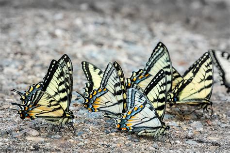 Puddling Tiger Swallowtails Puddling On Sand In The B Flickr