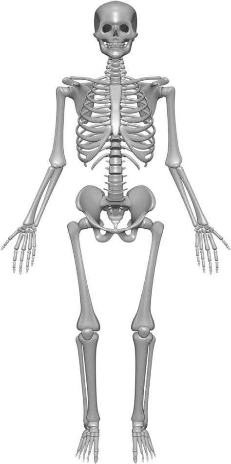 The human body is made up of 11 organ systems that work with one another (interdependantly). Skeleton System - (Structure + Composition + Facts) - Science4Fun