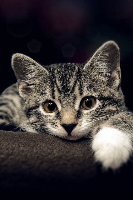 Free Image On Pixabay Cat Small Mackerel Kitten In 2021 Domestic