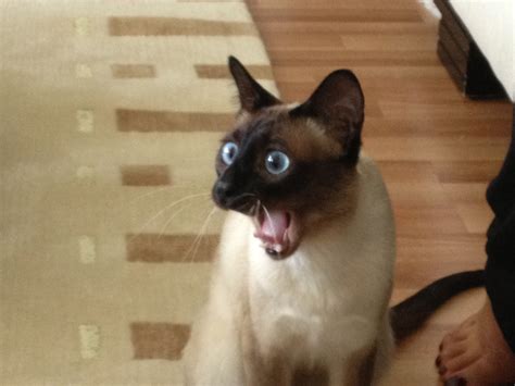 This Surprised Cat Photoshopbattles