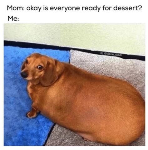 When you already ate way to much, but then someone brings out cake, so you're like… yes, please. Fat Weiner Dog Meme