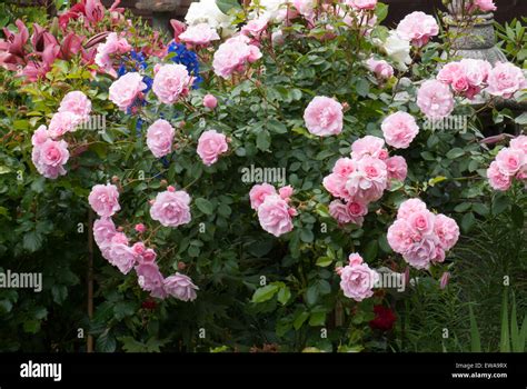 Flower Carpet Pink Standard Rose Stock Photo Alamy