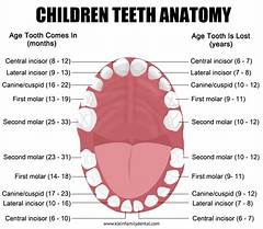 From Wobbly To Wonderfully White Desert Ridge Pediatric Dentistrys Baby Tooth To Teen Tooth Journey
