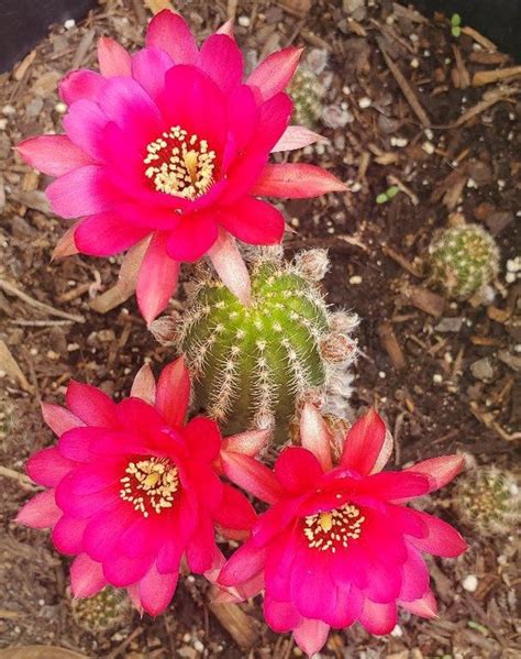 Echinopsis Rose Quartz Peanut Cactus Live Plant Etsy