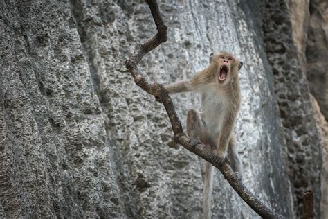 Long Tailed Macaque Sean Crane Photography
