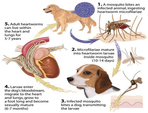 Heartworms clog up the heart and arteries, causing congestion that affects a pet's entire system. Heartworms in Dogs: Facts and Myths - Wonder Weims Rescue