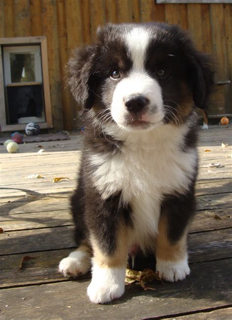They are known to behave like puppies. Miniature American Shepherds