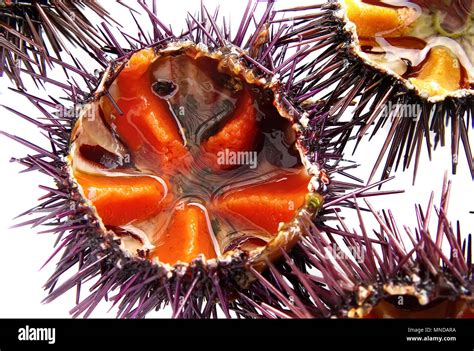 Paracentrotus Lividus A Species Of Sea Urchin Purple Sea Urchin
