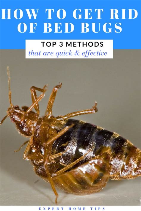 7 Effective Home Remedies For Bed Bugs Banish Them Fast Expert