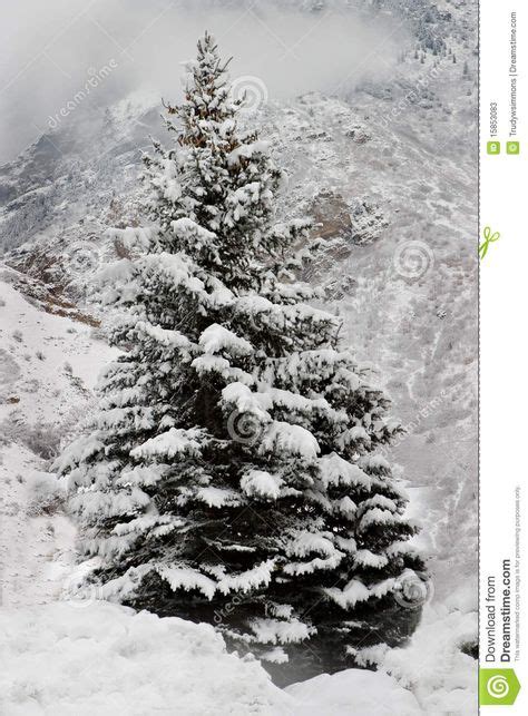 A Snow Covered Pine Tree In The Mountains Stock Photos Image