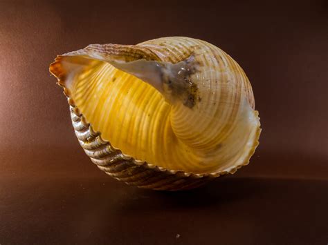 Free Images Food Seafood Yellow Shell Invertebrate Seashell Clam Conch Close Up