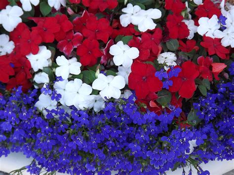 Hooray For The Red White And Blue Patriotic Plants For The Fourth Of