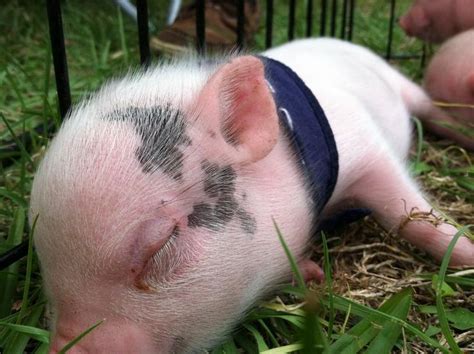 Full Grown Teacup Pigs Pig Full Grown Weight Pink Teacup Pig