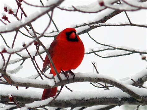 Red Cardinal In Snowy Branches Photograph By Richard Singleton Fine