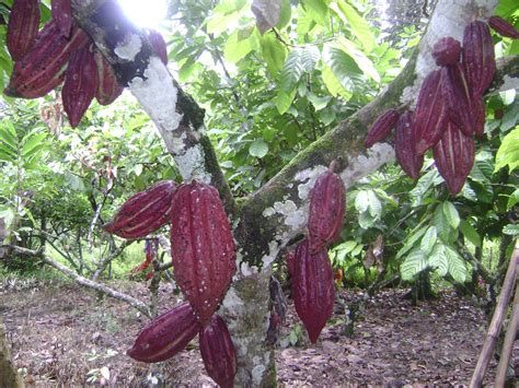 Industri koko negara mempunyai prospek yang sangat baik dalam jangka panjang dengan merujuk kepada. Cerita dari Lipis: Tanaman Koko: Pendapatan Sampingan