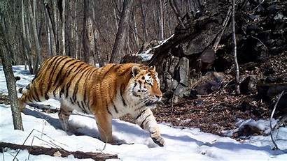 Tiger Siberian Amur Tigers Facts Wallpapers Conservation