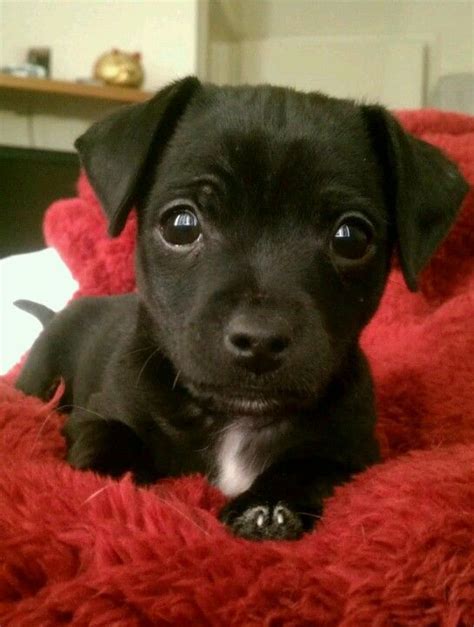 Black Chihuahua Mix Puppies