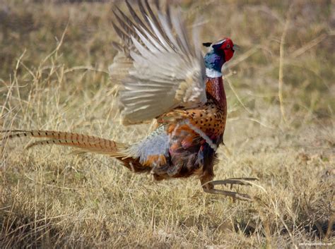 ring necked pheasant mating dance usually beginning in lat… flickr