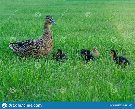 Mother Duck With Her Ducklings On The Grass Stock Image Image Of Bird