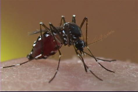 Atlanta Tops Mosquito Cities List