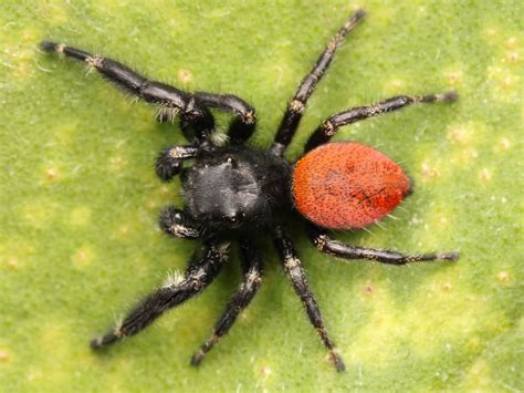 Phidippus Johnsoni Red Backed Jumping Spider Usa Spiders