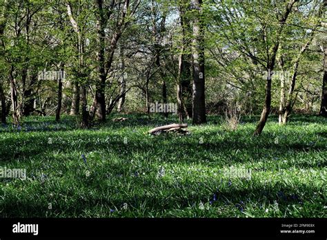 Ancient Woodland Uk Stock Photo Alamy