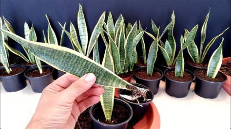 How To Grow Snake Plant From Single Leaf Sansevieria In 2021 Snake