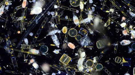 Microscopic Phytoplankton Caught Blooming Off Coast Talker