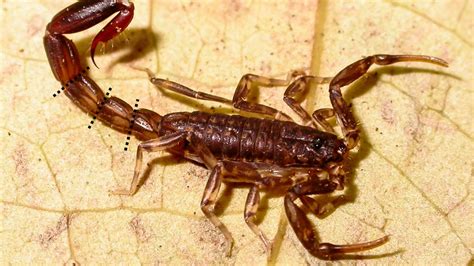 When Attacked Some Scorpions Discard Their Stinger—and Their Anus