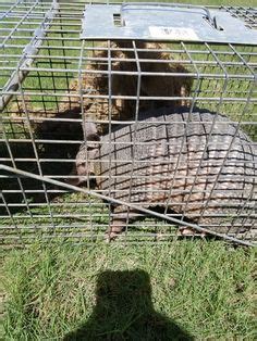 Our innovative san antonio pest control services are specifically designed to treat and prevent pests that are common in the area. 80 Best Raccoons, Skunks, Armadillos, Ringtails, Opossum ...