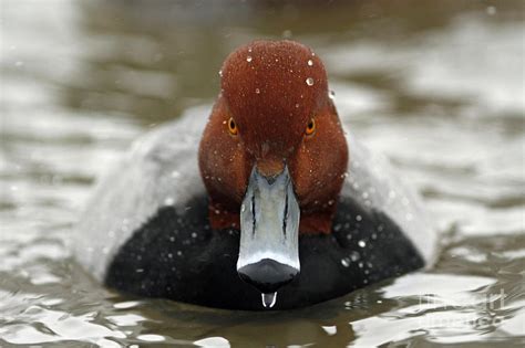 Redhead Duck Watching You Photograph By Inspired Nature Photography