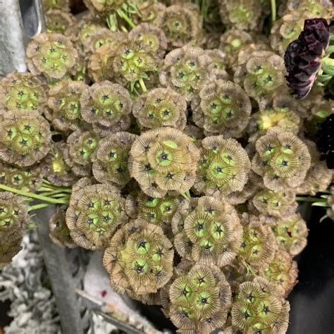 Scabiosa Pods Florabundance Wholesale Flowers