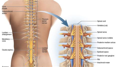 Jan 14, 2020 · bruised ribs take around a month to heal. How to protect your spine and strength back muscles with ...
