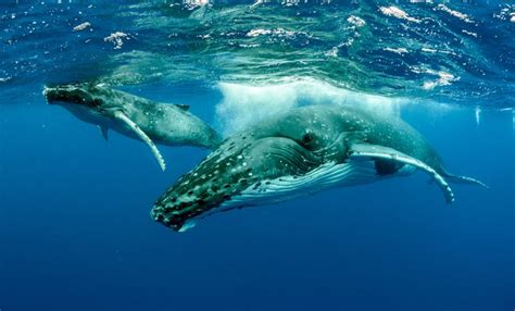 Recovering From The Brink Of Extinction Humpback Whale Population