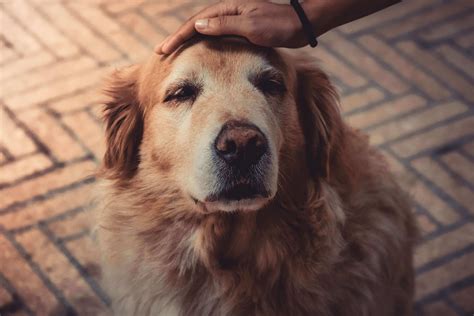 Senior Dog Care What You Need To Know