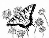 Butterfly Coloring Swallowtail Adult Printable Adults Flowers Printables Animals Pdf Samanthasbell Drawings Reference sketch template