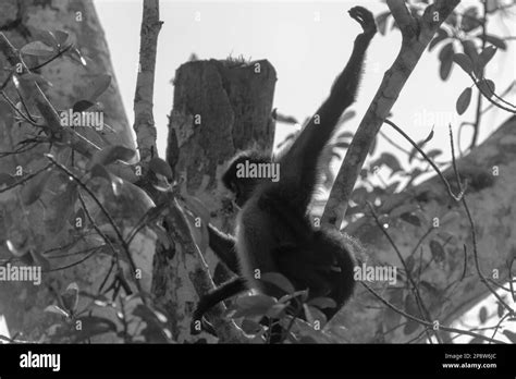 Central American Spider Monkey (Ateles geoffroyi) in trees in
