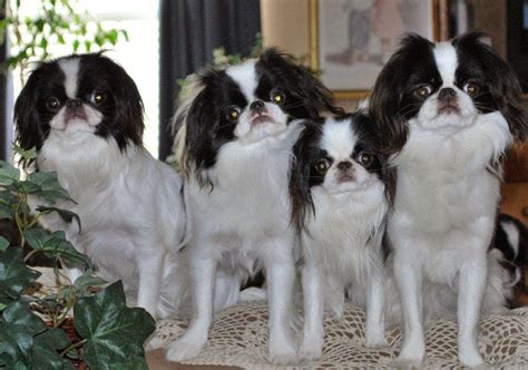 Rules Of The Jungle Japanese Chin Puppies