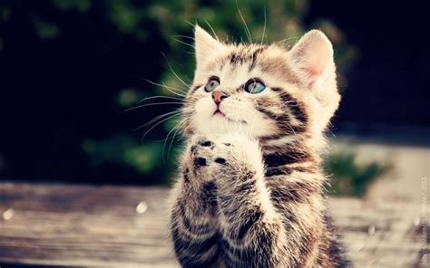 Check spelling or type a new query. Free Cat Wallpapers For Desktop - Wallpaper Cave