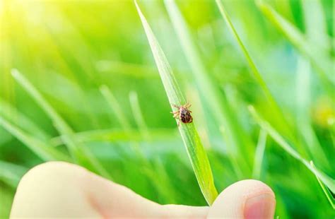 Eviter Les Tiques Conseils Pour Une Balade En Forêt En Sécurité