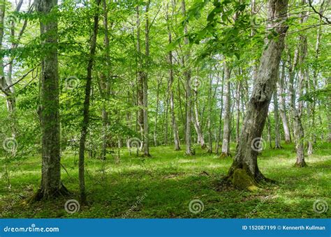 Bright Green Deciduous Forest With Hornbeam Trees By Spring Season