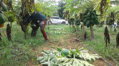 Harvesting Papaya In Delhi Cutting Style How To Harvest Taiwan Red