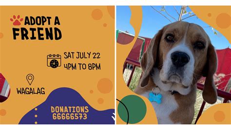 Find Your New Furry Bestie at Wagalag’s ‘Adopt a Friend’ Open Day