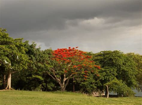 The Season For Flamboyán Blooming Is Starting Puerto Rico Bloom