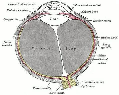 Eyes Anatomy Overview Parts And Functions Biology Dictionary